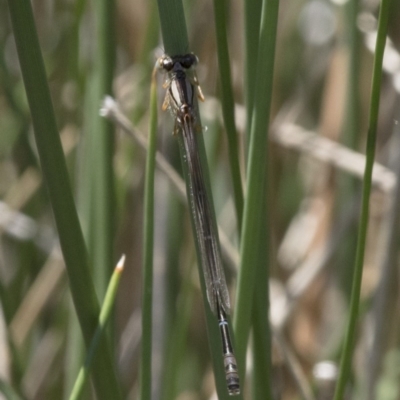 Xanthagrion erythroneurum (Red & Blue Damsel) at Illilanga & Baroona - 20 Nov 2017 by Illilanga