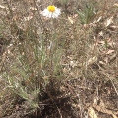 Leucochrysum albicans subsp. tricolor (Hoary Sunray) at Watson, ACT - 11 Oct 2017 by MelitaMilner