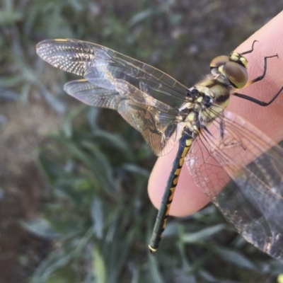 Hemicordulia tau (Tau Emerald) at Michelago, NSW - 29 Oct 2017 by Illilanga