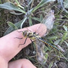 Hemicordulia tau at Michelago, NSW - 29 Oct 2017