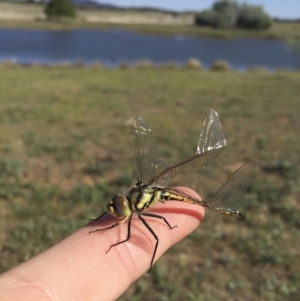 Hemicordulia tau at Michelago, NSW - 29 Oct 2017