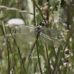 Hemicordulia tau at Michelago, NSW - 20 Nov 2017