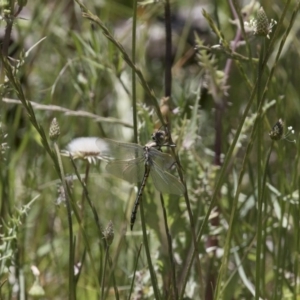 Hemicordulia tau at Michelago, NSW - 20 Nov 2017