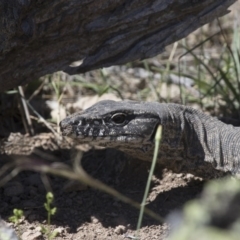 Varanus rosenbergi (Heath or Rosenberg's Monitor) at Michelago, NSW - 22 Nov 2017 by Illilanga