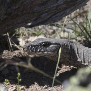 Varanus rosenbergi at Michelago, NSW - 22 Nov 2017