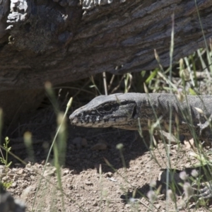 Varanus rosenbergi at Michelago, NSW - 22 Nov 2017