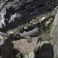 Varanus rosenbergi at Michelago, NSW - 22 Nov 2017