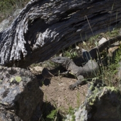 Varanus rosenbergi at Michelago, NSW - 22 Nov 2017