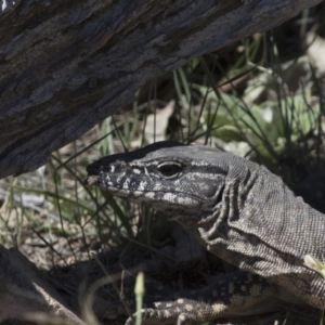 Varanus rosenbergi at Michelago, NSW - 22 Nov 2017