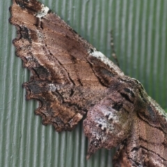 Pholodes sinistraria (Sinister or Frilled Bark Moth) at Giralang, ACT - 23 Nov 2017 by mcosgrove