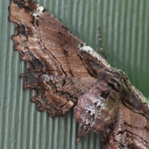 Pholodes sinistraria at Giralang, ACT - 23 Nov 2017