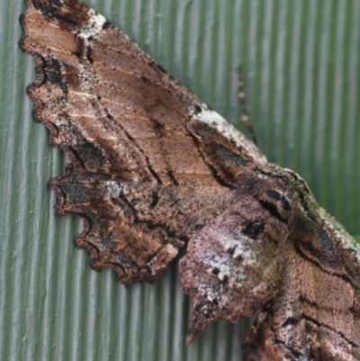 Pholodes sinistraria (Sinister or Frilled Bark Moth) at Giralang, ACT - 22 Nov 2017 by mcosgrove