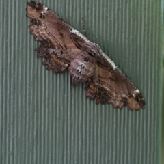 Pholodes sinistraria at Giralang, ACT - 23 Nov 2017