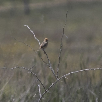 Cisticola exilis (Golden-headed Cisticola) at Michelago, NSW - 20 Nov 2017 by Illilanga