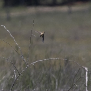 Cisticola exilis at Michelago, NSW - 20 Nov 2017