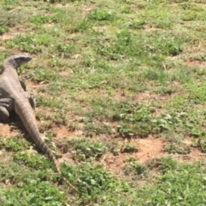 Varanus rosenbergi at Michelago, NSW - 12 Nov 2017