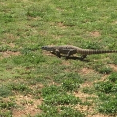 Varanus rosenbergi at Michelago, NSW - 12 Nov 2017