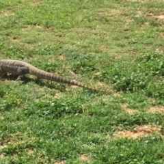 Varanus rosenbergi at Michelago, NSW - 12 Nov 2017