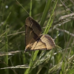 Anachloris subochraria (Golden Grass Carpet) at Michelago, NSW - 20 Nov 2017 by Illilanga