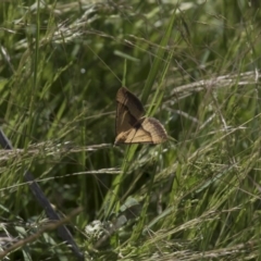 Anachloris subochraria at Michelago, NSW - 20 Nov 2017