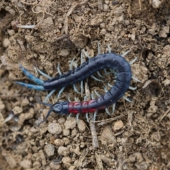 Scolopendra laeta (Giant Centipede) at Illilanga & Baroona - 15 Nov 2017 by Illilanga