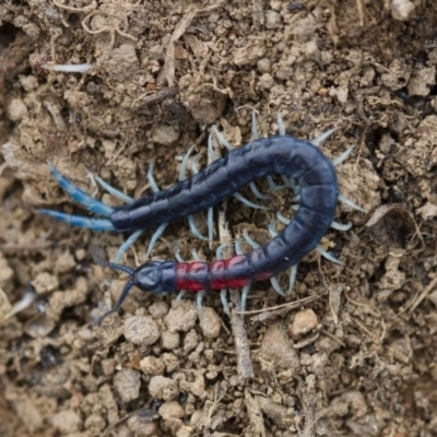 Scolopendra laeta (Giant Centipede) at Michelago, NSW - 15 Nov 2017 by Illilanga