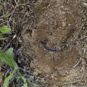 Scolopendra laeta at Illilanga & Baroona - 15 Nov 2017