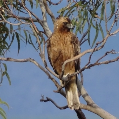 Hieraaetus morphnoides (Little Eagle) at Red Hill, ACT - 23 Nov 2017 by roymcd