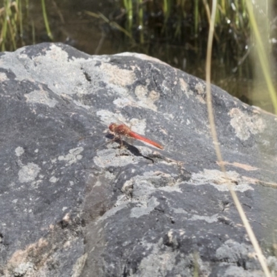 Diplacodes haematodes (Scarlet Percher) at Michelago, NSW - 12 Nov 2017 by Illilanga