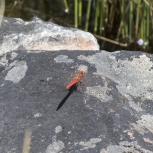 Diplacodes haematodes at Michelago, NSW - 12 Nov 2017