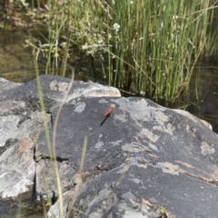 Diplacodes haematodes at Michelago, NSW - 12 Nov 2017