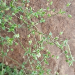 Arenaria serpyllifolia subsp. serpyllifolia (Thyme-leaved Sandwort) at Wambrook, NSW - 16 Nov 2017 by Mike