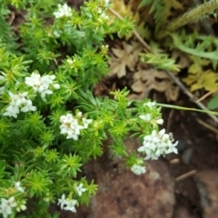 Asperula conferta (Common Woodruff) at Wambrook, NSW - 16 Nov 2017 by Mike