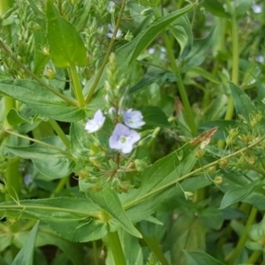 Veronica anagallis-aquatica at Wambrook, NSW - 17 Nov 2017