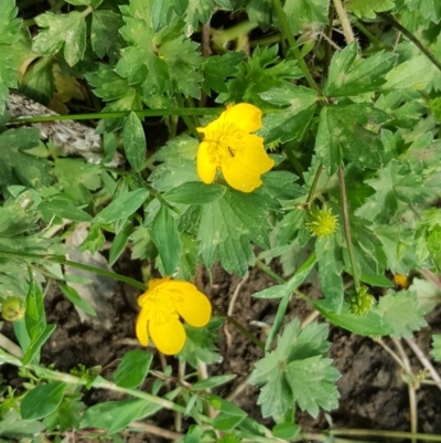 Ranunculus repens (Creeping Buttercup) at Wambrook, NSW - 17 Nov 2017 by Mike