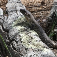 Egernia cunninghami (Cunningham's Skink) at Murrumbateman, NSW - 23 Nov 2017 by AlisonMilton