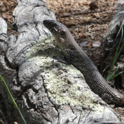 Egernia cunninghami (Cunningham's Skink) at Murrumbateman, NSW - 23 Nov 2017 by AlisonMilton