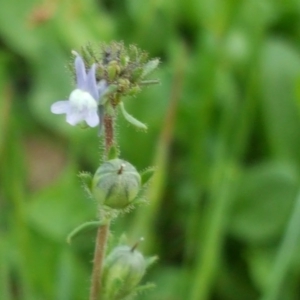 Linaria arvensis at Wambrook, NSW - 17 Nov 2017