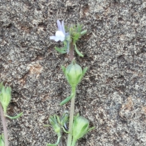 Linaria arvensis at Wambrook, NSW - 17 Nov 2017