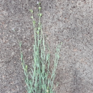 Linaria arvensis at Wambrook, NSW - 17 Nov 2017