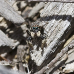 Maratus vespertilio at Michelago, NSW - suppressed