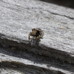 Maratus vespertilio at Michelago, NSW - suppressed