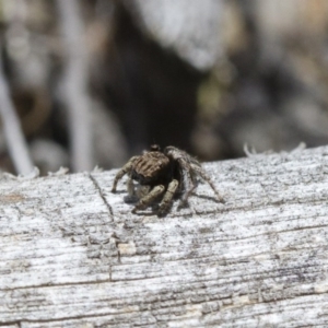 Maratus vespertilio at Michelago, NSW - suppressed