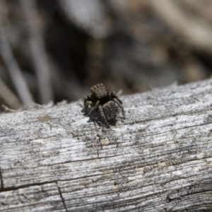 Maratus vespertilio at Michelago, NSW - suppressed