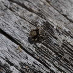 Maratus vespertilio at Michelago, NSW - suppressed