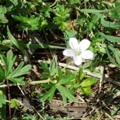 Geranium (genus) (Geranium) at O'Malley, ACT - 19 Nov 2017 by Mike