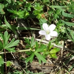 Geranium sp. (Geranium) at O'Malley, ACT - 19 Nov 2017 by Mike