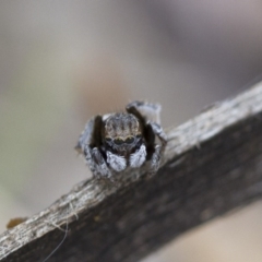 Maratus vespertilio (Bat-like peacock spider) at Michelago, NSW - 5 Nov 2017 by Illilanga