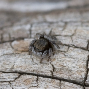 Maratus vespertilio at Michelago, NSW - 5 Nov 2017