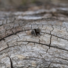 Maratus vespertilio at Michelago, NSW - 5 Nov 2017